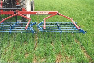 rikka&auml;es, 6m (syysvilja)