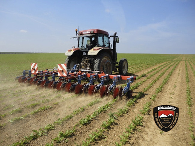 erikois-juurikashara